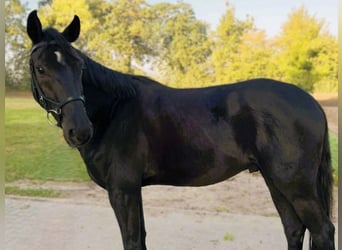 Hannoveraner, Wallach, 4 Jahre, 165 cm, Rappe
