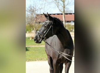 Hannoveraner, Wallach, 4 Jahre, 165 cm, Rappe