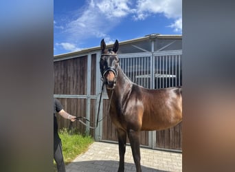 Hannoveraner, Wallach, 4 Jahre, 165 cm, Schwarzbrauner