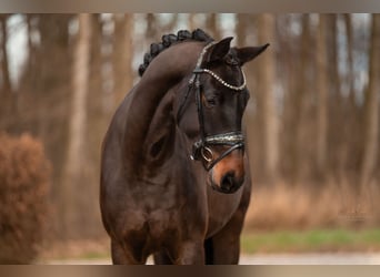 Hannoveraner, Wallach, 4 Jahre, 165 cm, Schwarzbrauner