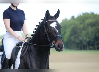 Hannoveraner, Wallach, 4 Jahre, 165 cm, Schwarzbrauner