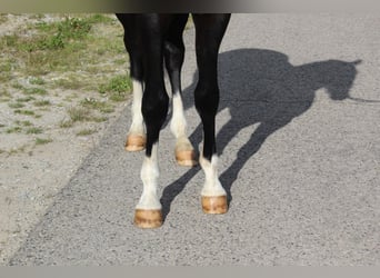 Hannoveraner, Wallach, 4 Jahre, 165 cm, Schwarzbrauner
