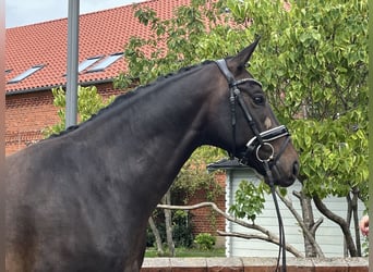 Hannoveraner, Wallach, 4 Jahre, 165 cm, Schwarzbrauner