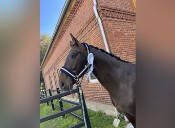 Hannoveraner, Wallach, 4 Jahre, 165 cm, Schwarzbrauner