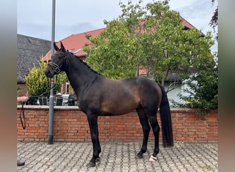 Hannoveraner, Wallach, 4 Jahre, 165 cm, Schwarzbrauner