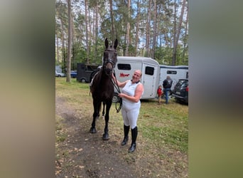 Hannoveraner, Wallach, 4 Jahre, 165 cm, Schwarzbrauner