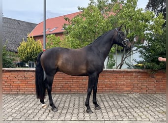 Hannoveraner, Wallach, 4 Jahre, 165 cm, Schwarzbrauner