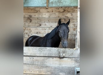 Hannoveraner, Wallach, 4 Jahre, 165 cm, Schwarzbrauner