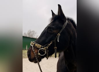 Hannoveraner, Wallach, 4 Jahre, 165 cm, Schwarzbrauner