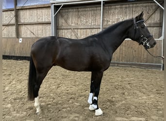 Hannoveraner, Wallach, 4 Jahre, 165 cm, Schwarzbrauner