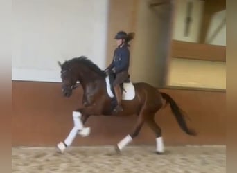 Hannoveraner, Wallach, 4 Jahre, 166 cm, Brauner