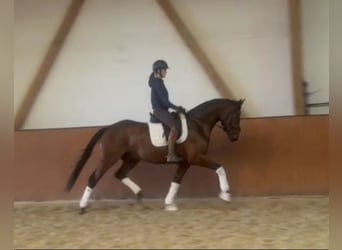 Hannoveraner, Wallach, 4 Jahre, 166 cm, Brauner
