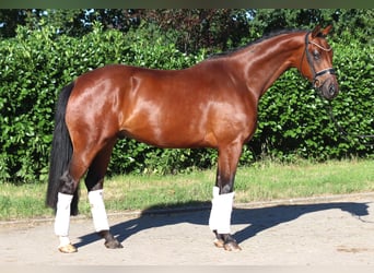 Hannoveraner, Wallach, 4 Jahre, 166 cm, Brauner