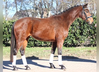 Hannoveraner, Wallach, 4 Jahre, 166 cm, Brauner