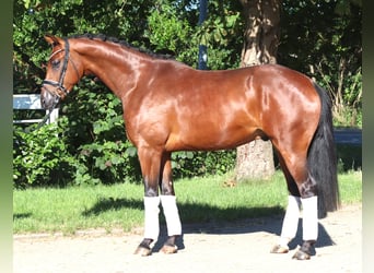 Hannoveraner, Wallach, 4 Jahre, 166 cm, Brauner