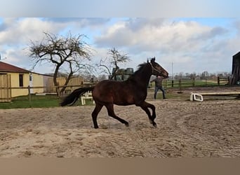 Hannoveraner, Wallach, 4 Jahre, 166 cm, Brauner