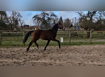 Hannoveraner, Wallach, 4 Jahre, 166 cm, Brauner