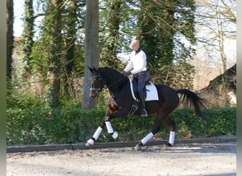 Hannoveraner, Wallach, 4 Jahre, 166 cm, Dunkelbrauner