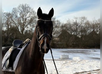 Hannoveraner, Wallach, 4 Jahre, 166 cm, Dunkelbrauner