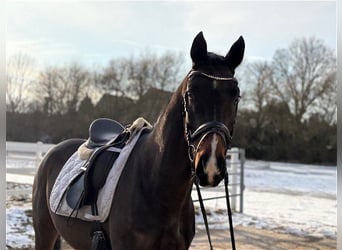 Hannoveraner, Wallach, 4 Jahre, 166 cm, Dunkelbrauner