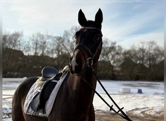 Hannoveraner, Wallach, 4 Jahre, 166 cm, Dunkelbrauner