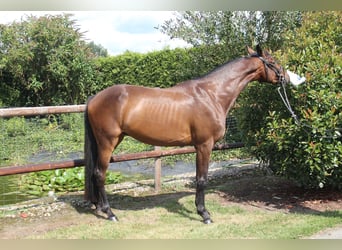 Hannoveraner, Wallach, 4 Jahre, 166 cm, Dunkelbrauner