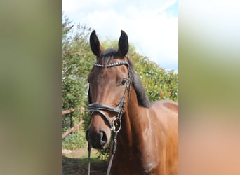 Hannoveraner, Wallach, 4 Jahre, 166 cm, Dunkelbrauner