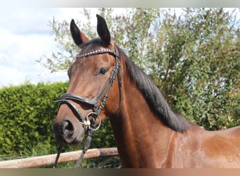 Hannoveraner, Wallach, 4 Jahre, 166 cm, Dunkelbrauner
