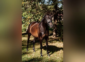 Hannoveraner, Wallach, 4 Jahre, 166 cm, Dunkelbrauner