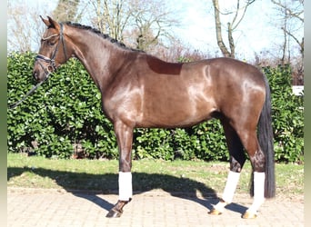 Hannoveraner, Wallach, 4 Jahre, 166 cm, Dunkelfuchs