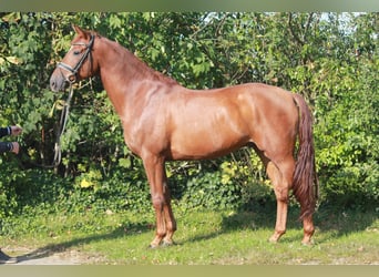 Hannoveraner, Wallach, 4 Jahre, 166 cm, Fuchs