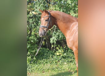 Hannoveraner, Wallach, 4 Jahre, 166 cm, Fuchs