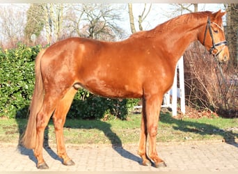 Hannoveraner, Wallach, 4 Jahre, 166 cm, Fuchs