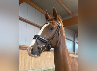 Hannoveraner, Wallach, 4 Jahre, 166 cm, Fuchs