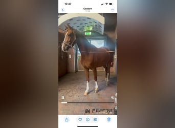 Hannoveraner, Wallach, 4 Jahre, 166 cm, Fuchs
