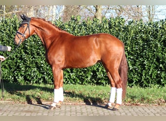 Hannoveraner, Wallach, 4 Jahre, 166 cm, Fuchs