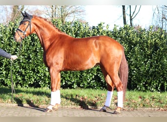 Hannoveraner, Wallach, 4 Jahre, 166 cm, Fuchs