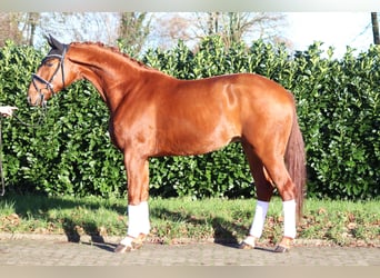 Hannoveraner, Wallach, 4 Jahre, 166 cm, Fuchs