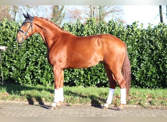 Hannoveraner, Wallach, 4 Jahre, 166 cm, Fuchs