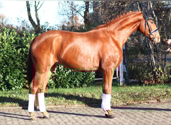 Hannoveraner, Wallach, 4 Jahre, 166 cm, Fuchs