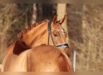 Hannoveraner, Wallach, 4 Jahre, 166 cm, Fuchs