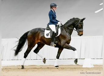 Hannoveraner, Wallach, 4 Jahre, 166 cm, Fuchs