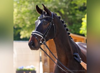 Hannoveraner, Wallach, 4 Jahre, 166 cm, Fuchs