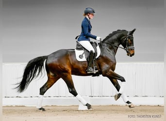 Hannoveraner, Wallach, 4 Jahre, 166 cm, Fuchs