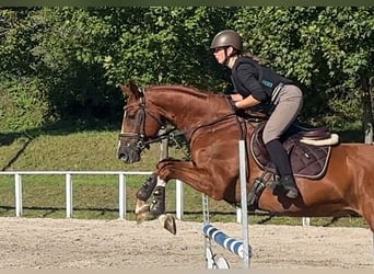 Hannoveraner, Wallach, 4 Jahre, 166 cm, Fuchs