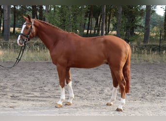 Hannoveraner, Wallach, 4 Jahre, 166 cm, Fuchs