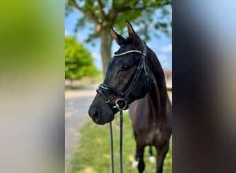 Hannoveraner, Wallach, 4 Jahre, 166 cm, Rappe
