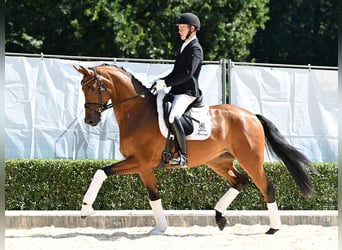 Hannoveraner, Wallach, 4 Jahre, 167 cm, Brauner