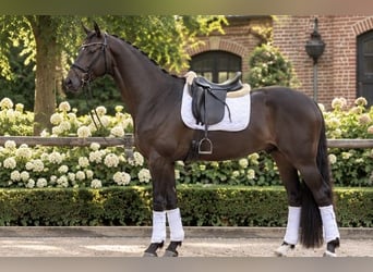 Hannoveraner, Wallach, 4 Jahre, 167 cm, Brauner