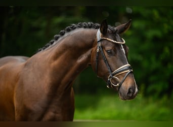 Hannoveraner, Wallach, 4 Jahre, 167 cm, Brauner